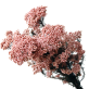Pink Rice Flowers | Wholesale Dried Flowers